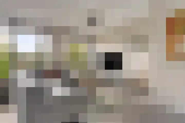 Zwijsenhof 54 Veghel thumbnail 8
