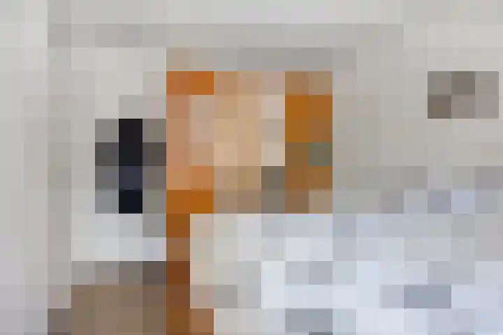 Zwingelhof 16 Schaijk thumbnail 15