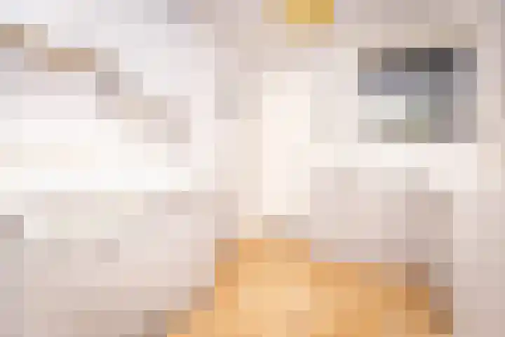 Zwinstraat 62 Den Oever thumbnail 6