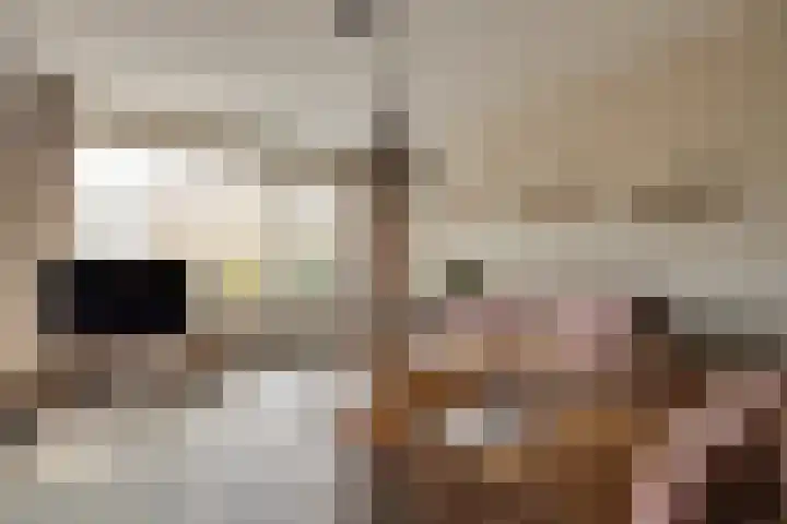 Zwitserlaan 6 Surhuisterveen thumbnail 9