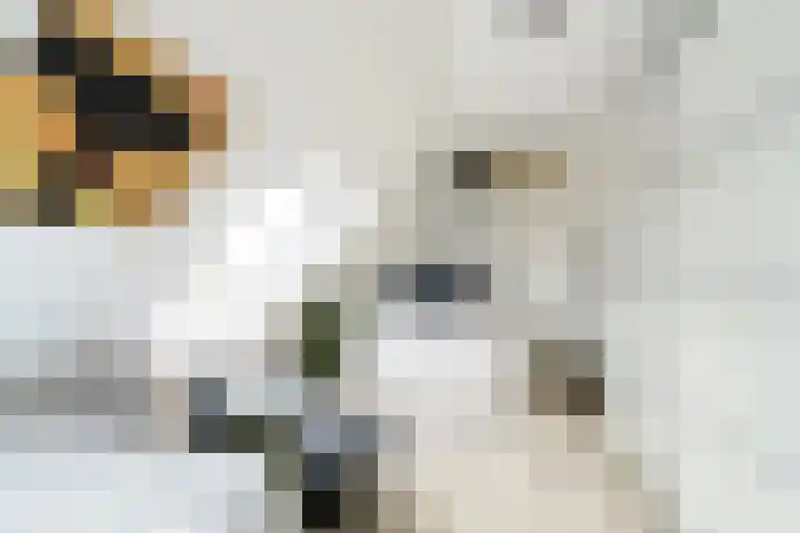 Zwolse Anjer 49 Nootdorp thumbnail 15