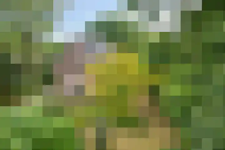 Zwolseweg 548 Wenum Wiesel thumbnail 38