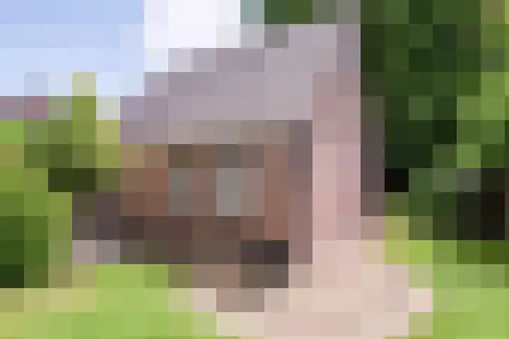 Zwolseweg 62 Balkbrug thumbnail 39
