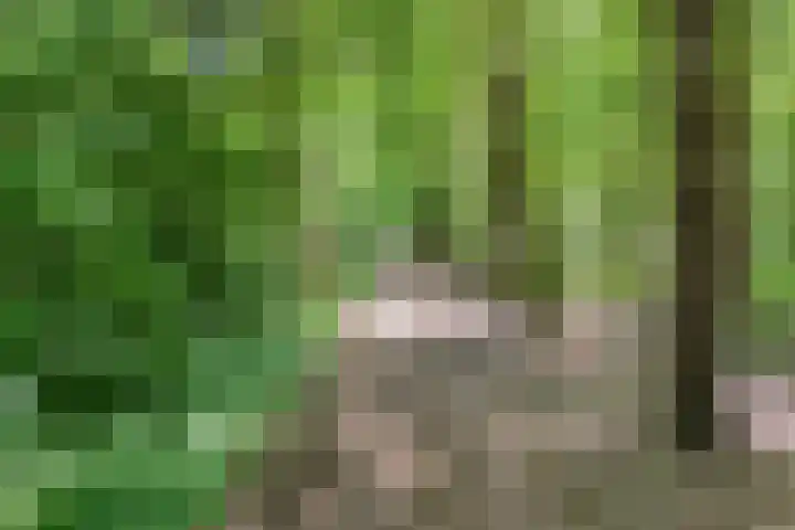 Zwolseweg 62 Balkbrug thumbnail 47