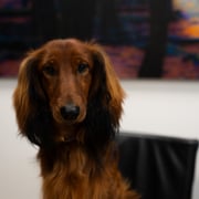 Foto van Archie - chef barketing,  bij Ligtenberg Makelaars