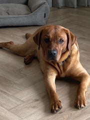 Foto van Benthe