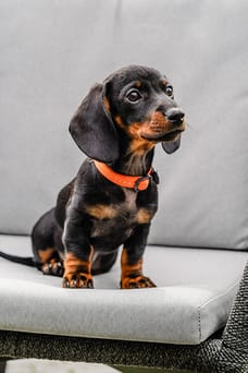 Foto van Fleurtje, de kantoorhond