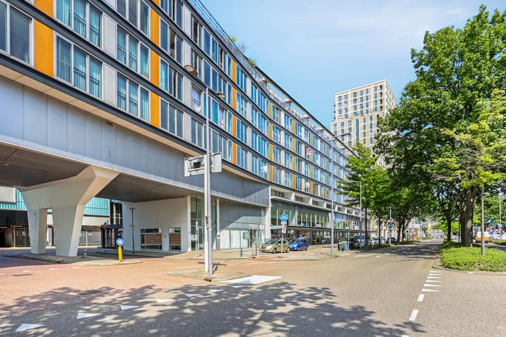 Grote Beer 127 in Rotterdam