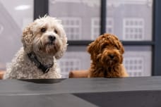 Foto von Kantoorhondjes Bram en Saar