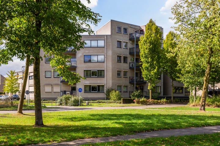 Mantelmeeuw 2 in Weert