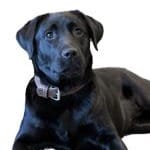 Photo of Mara