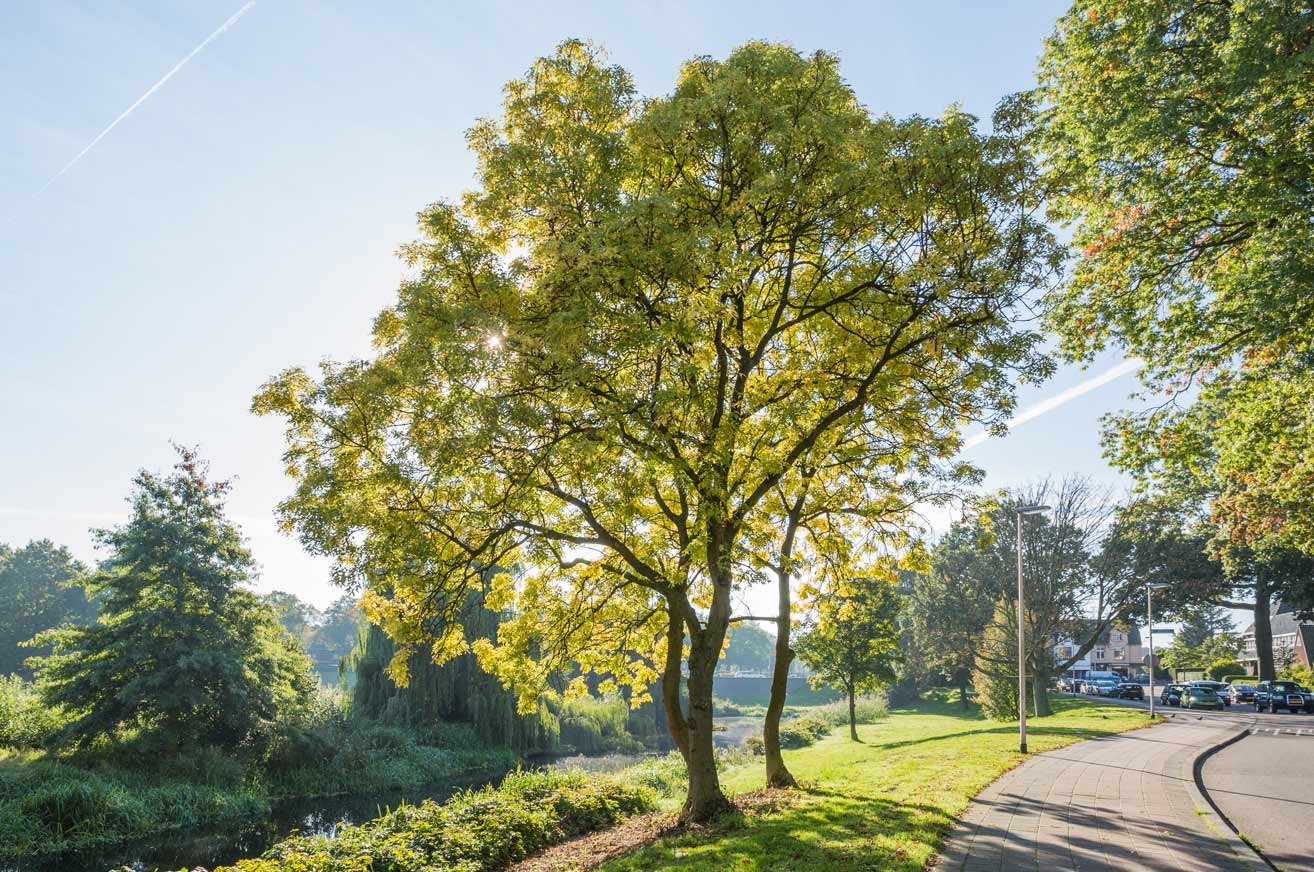 Kantoor foto van PUUR* Makelaars Bussum