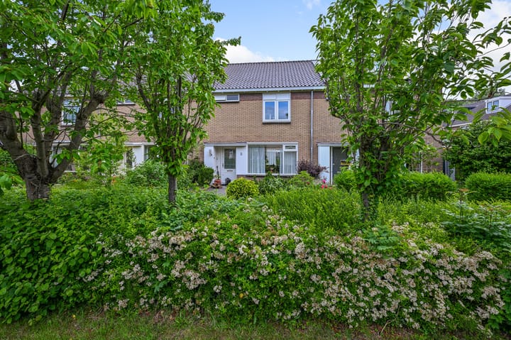 Tormentil 5 in Castricum